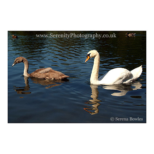 Mother and Child Swans